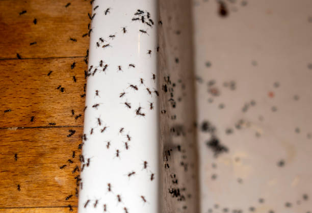Best Pest Control Near Me  in Riverdale, IL