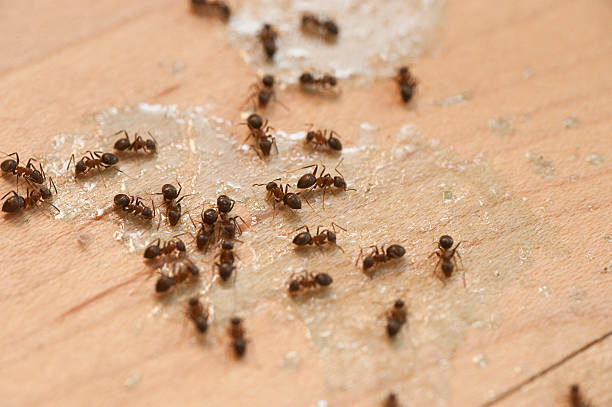 Best Flea Control Services  in Riverdale, IL