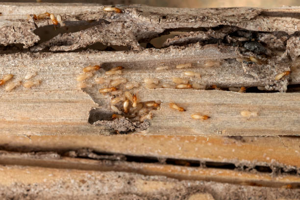 Best Bed Bug Extermination  in Riverdale, IL